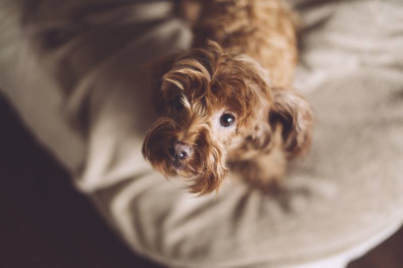 Воспитание и дрессировка петербургской орхидеи 