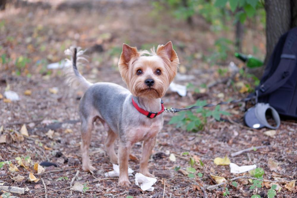 Как избежать аллергии на йорка?