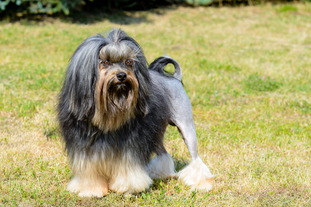 Лион бишон нуждается в сбалансированном питании