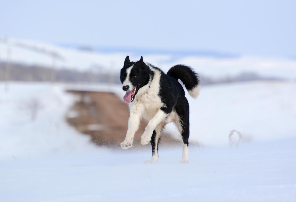 ключевые факты о русско-европейской лайке