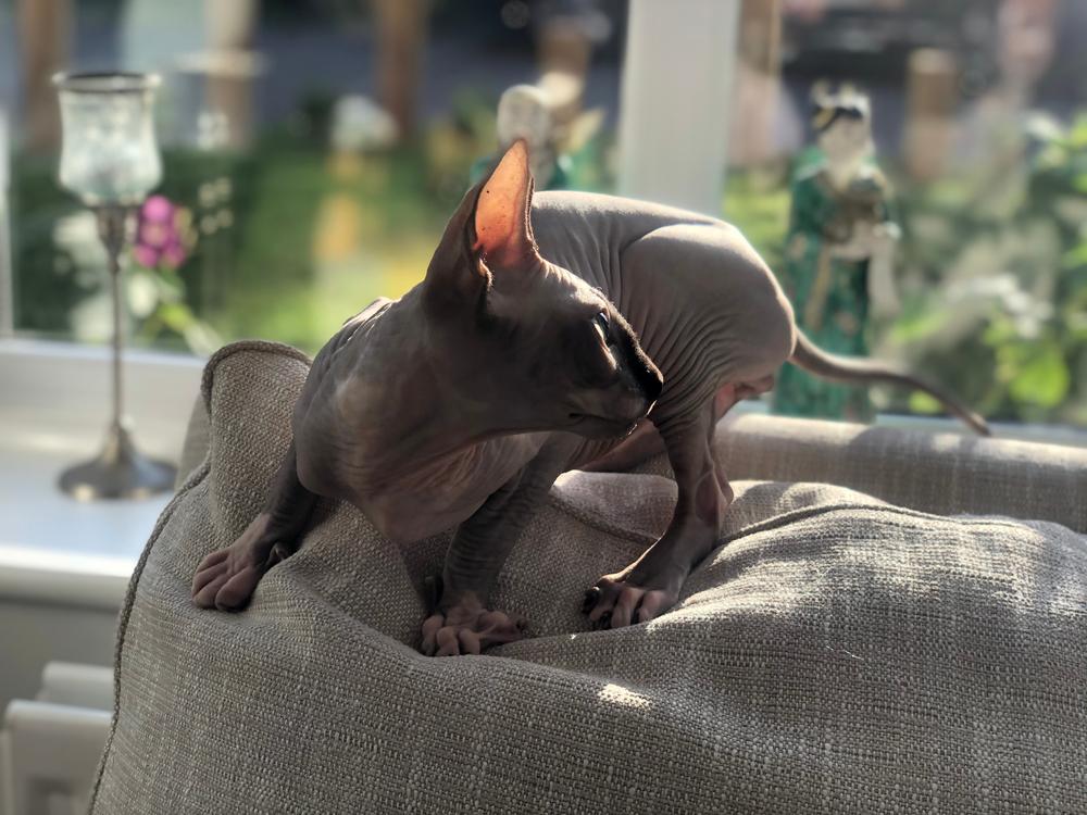 Как ухаживать за кожей сфинкса 