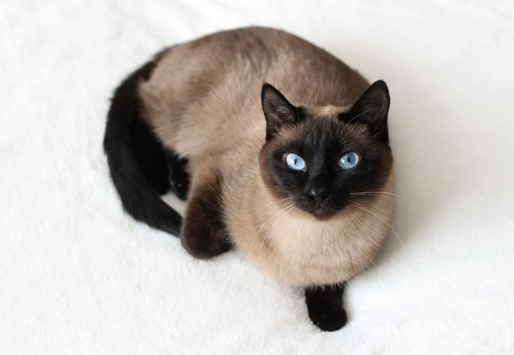 кошки, похожие на сиамскую: тайская кошка.jpg кошки, похожие на сиамскую: тайская кошка.jpg