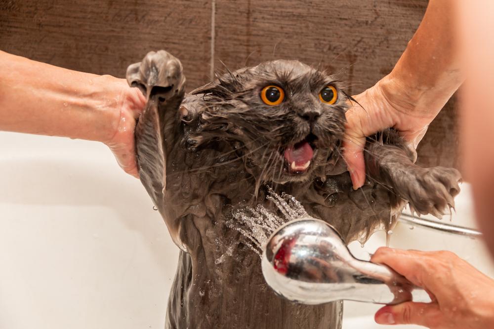 Как помыть кота, если он боится воды