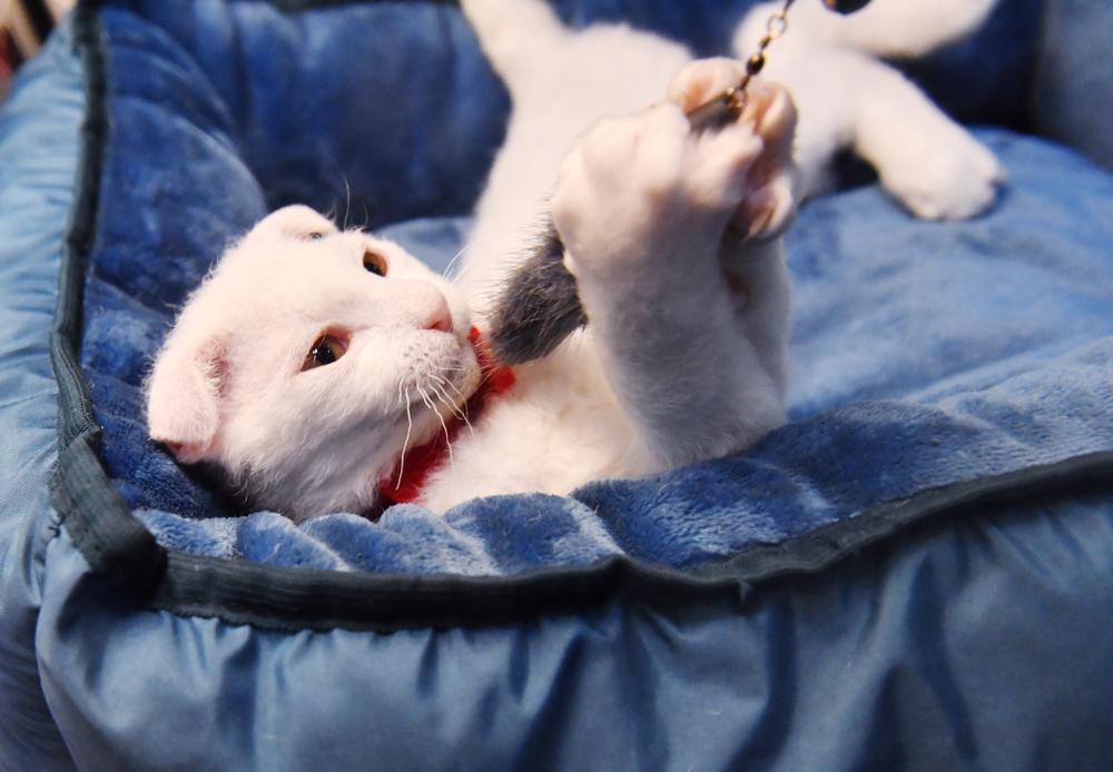 характер украинского левкоя