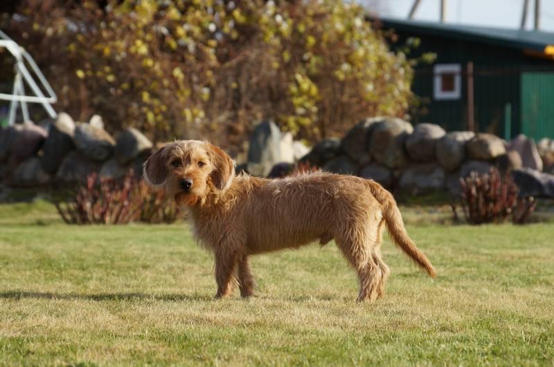 Породы длинных собак: бретонский рыжий бассет Породы длинных собак: бретонский рыжий бассет