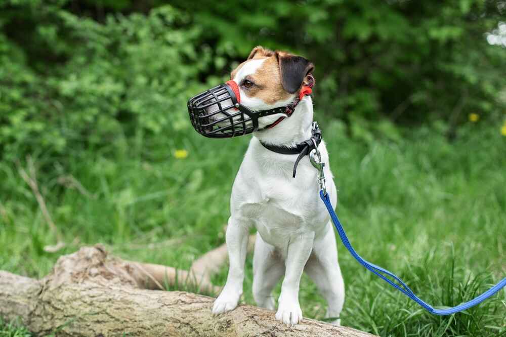 Парсон-рассел-терьер – порода среднего роста