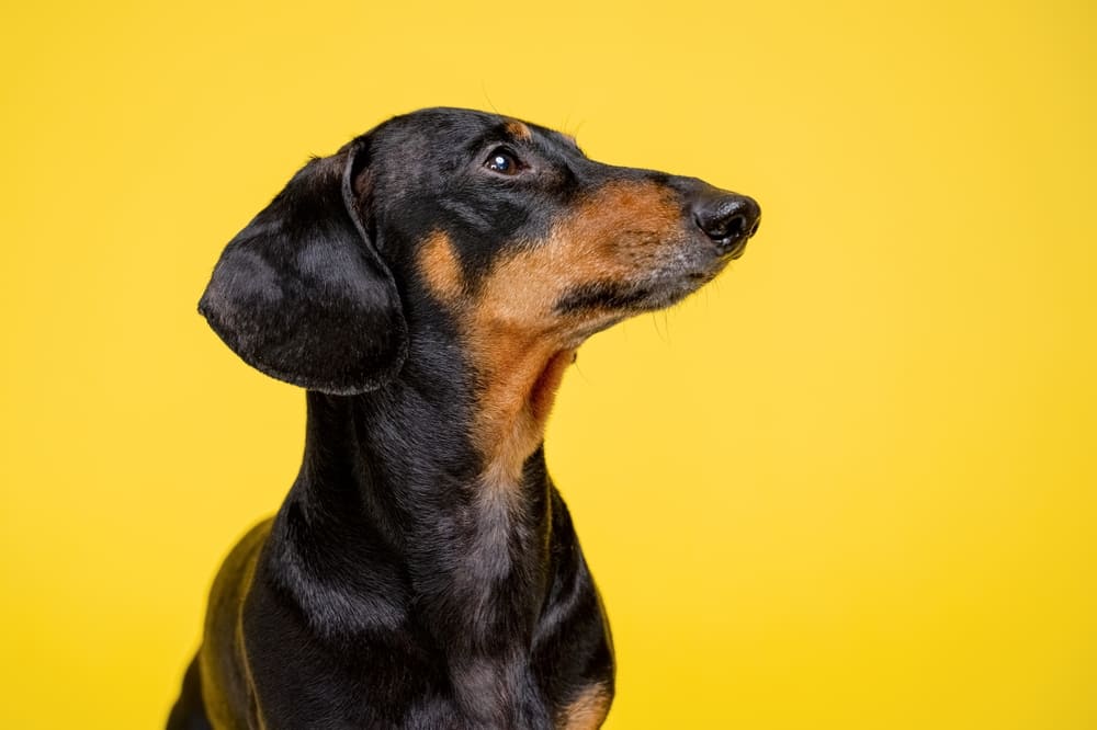 Таксе необходим груминг