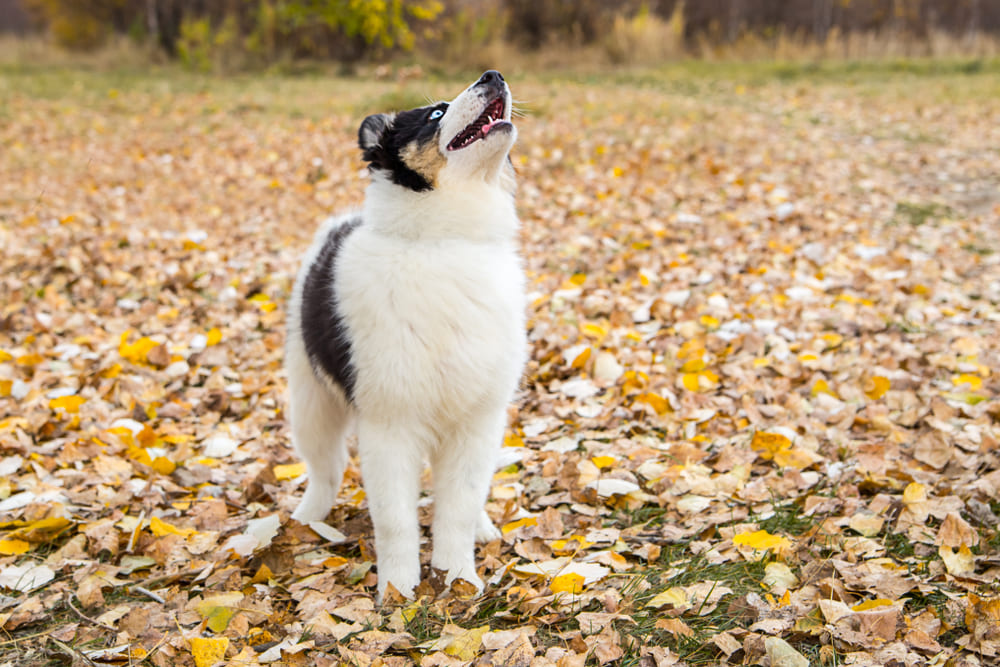 Собака якутская лайка