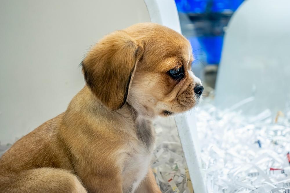 обучение пагля