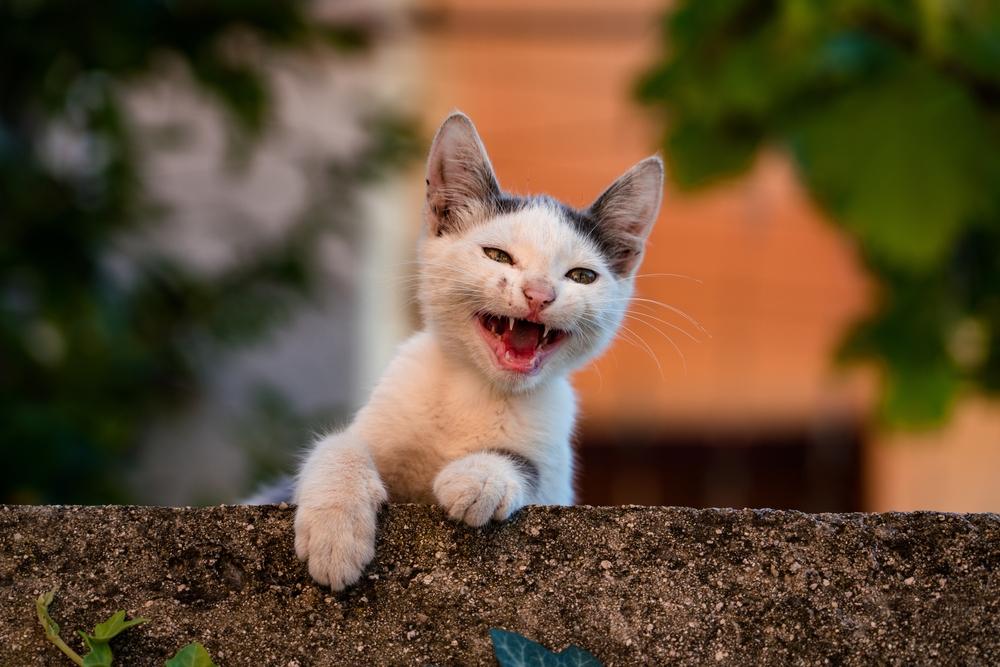 Что делать, если у кота пропал голос Что делать, если у кота пропал голос