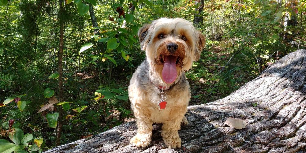 Характер йоркипу