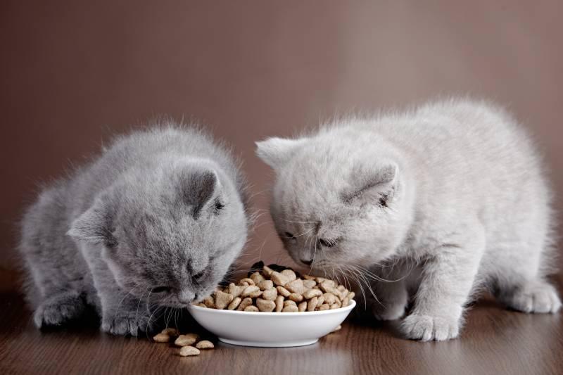 Что делать, если кошка отказывается от сухого корма? Что делать, если кошка отказывается от сухого корма?