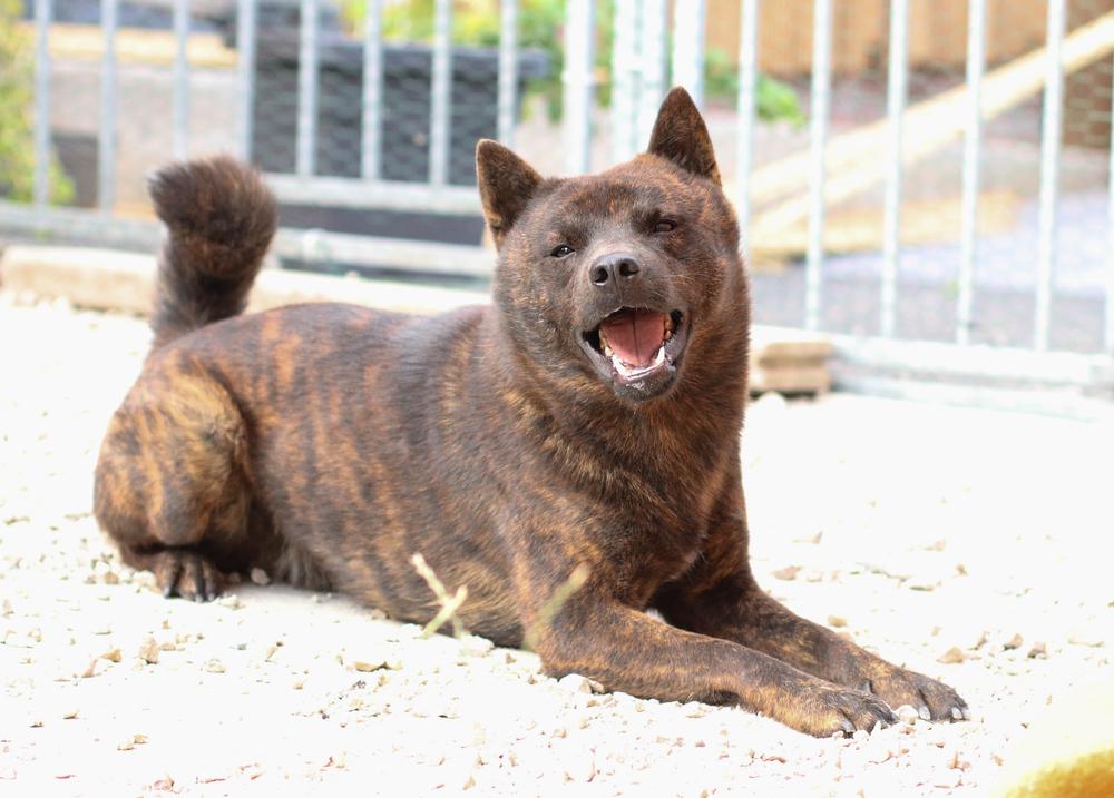 Содержание кай-ину