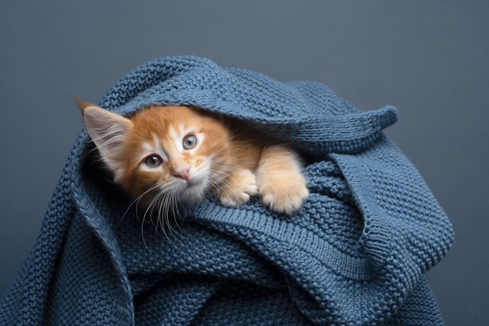 То, сколько прожил мейн-кун, можно сравнить с возрастом человека