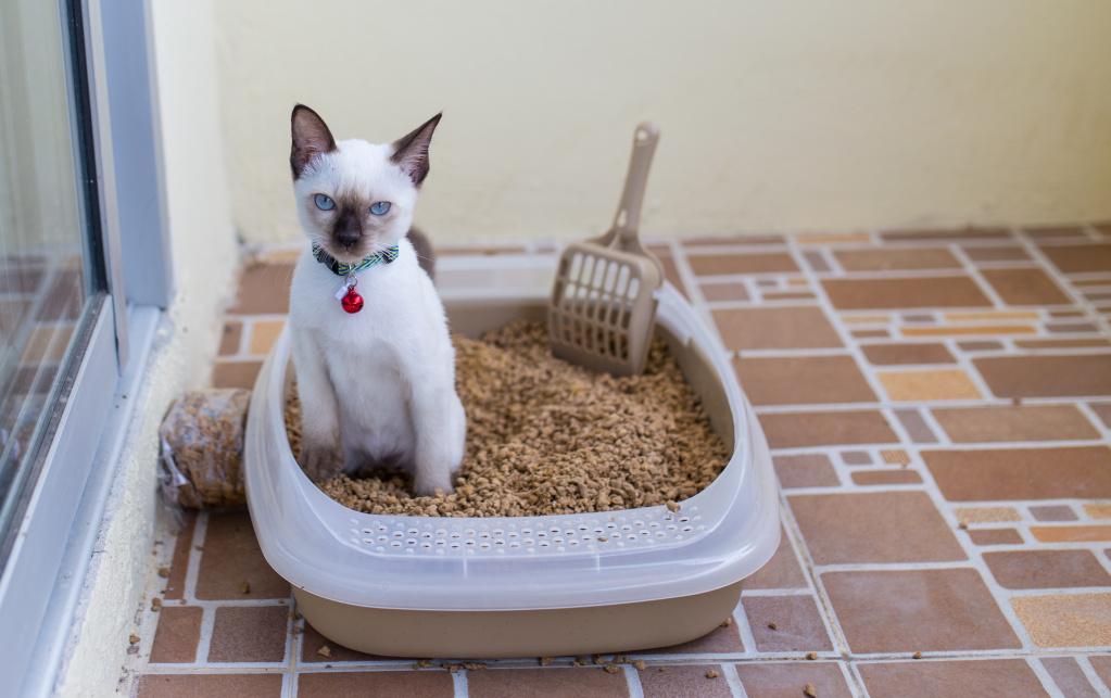 Кот не ходит в туалет. Лоток для кота. Наполнитель для лотка для кошек. Котенок ходит в лоток. Котики в кошачьем туалете.