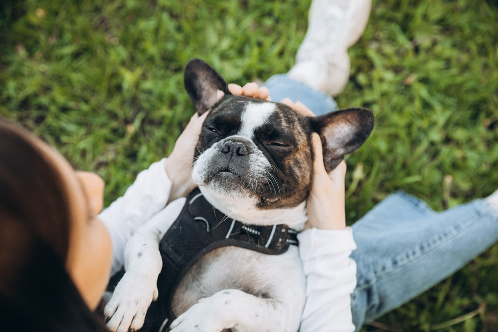 Французский бульдог во время течки нуждается в уходе