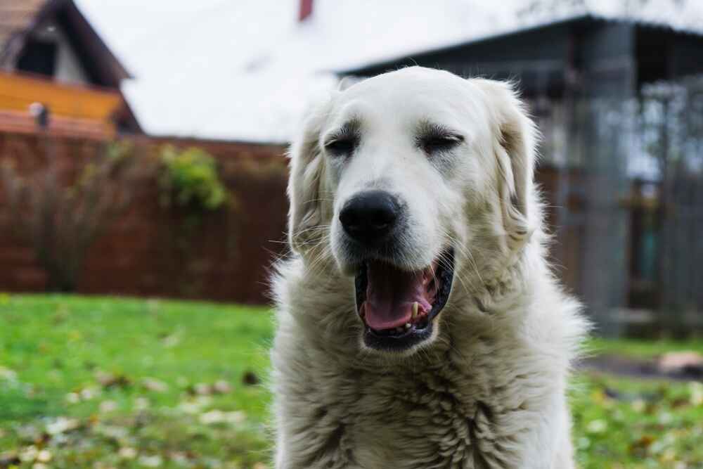 Какое здоровье у словацкого чувача?