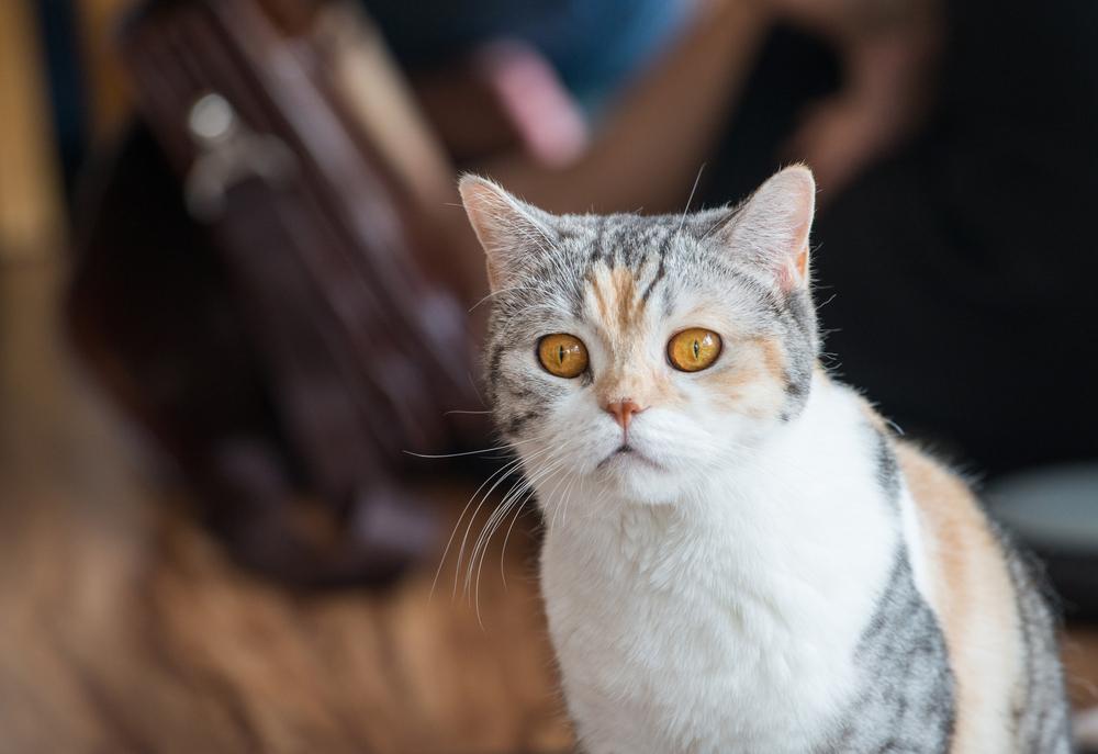 Жесткошерстная полосатая кошка