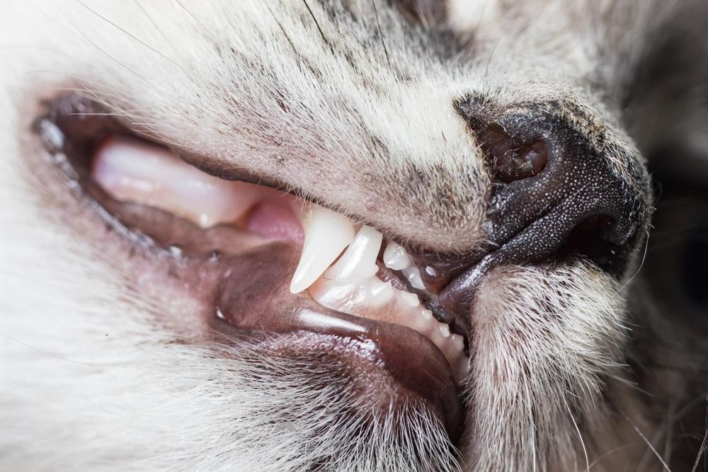 Почему кошка или кот скрипит зубами Почему кошка или кот скрипит зубами