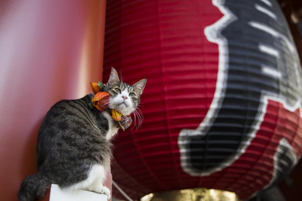 Японские кошачьи имена