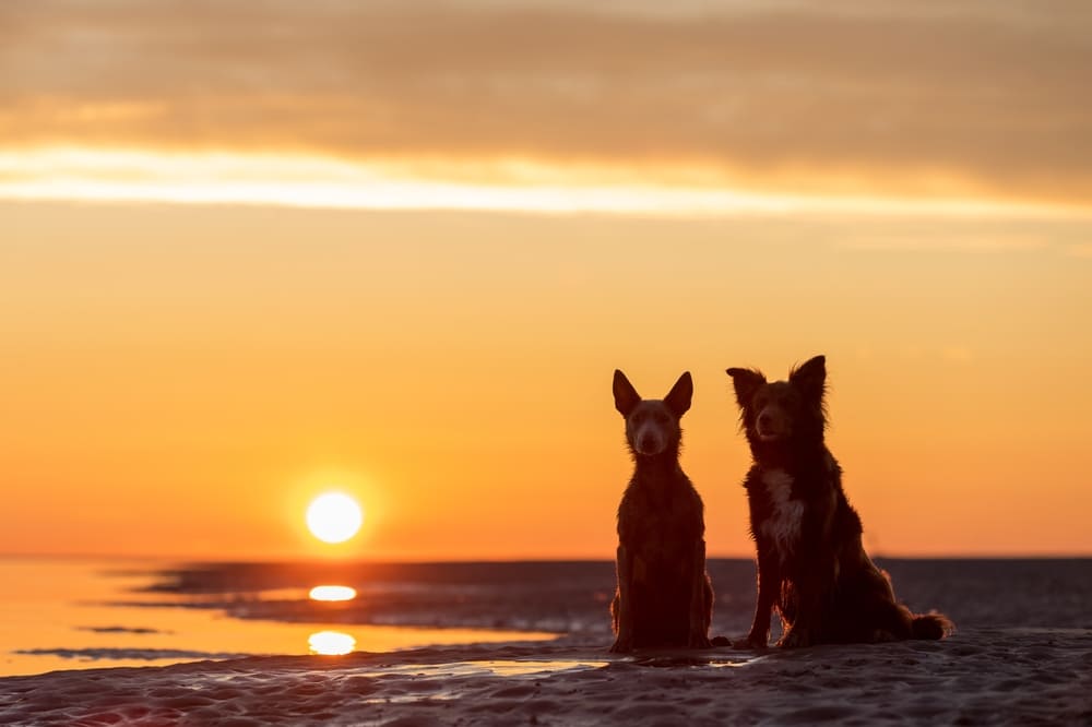 Шерсть австралийского келпи нуждается в уходе