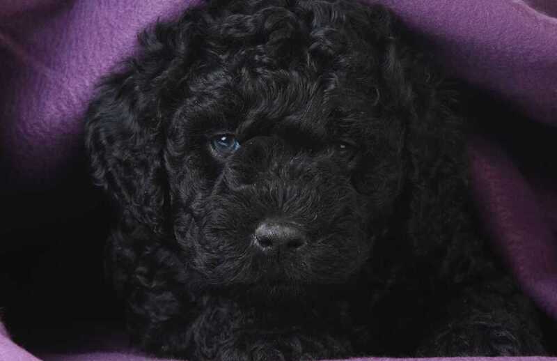 Черный щенок барбета