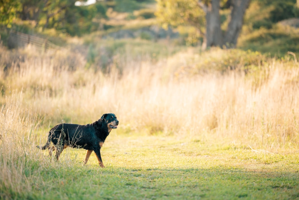 Вязка ротвейлера состоит из нескольких стадий
