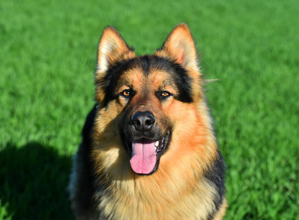 самые преданные породы собак: немецкая овчарка.jpg самые преданные породы собак: немецкая овчарка.jpg