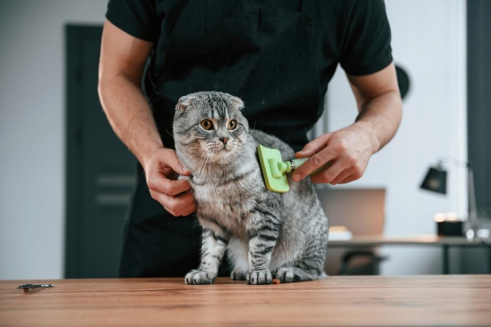 Уход за шерстью шотландской вислоухой кошки