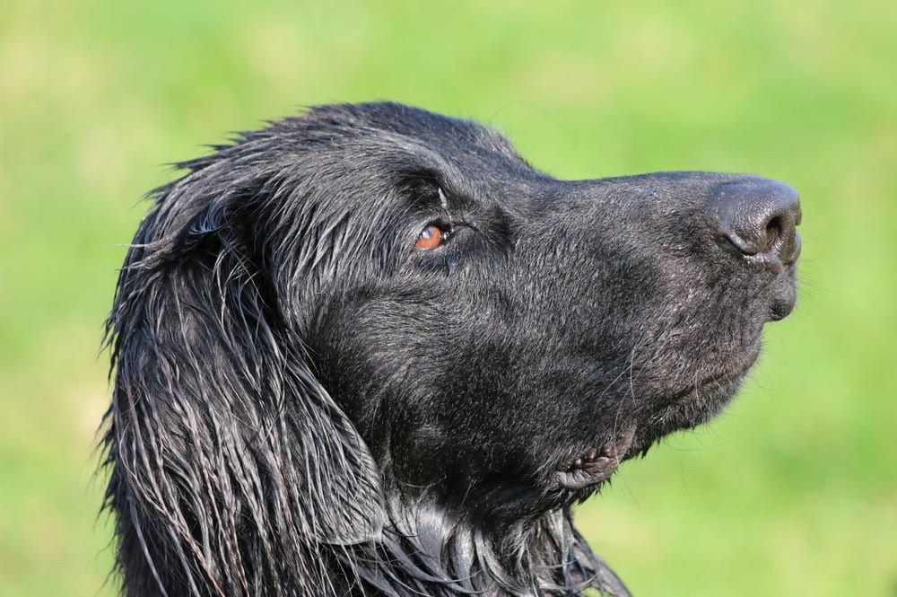 Прямошерстный ретривер нуждается в уходе