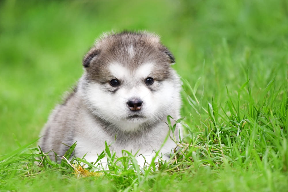Щенок породы аляскинский маламут
