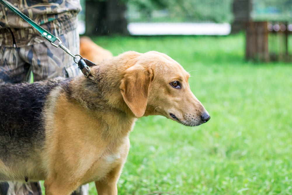 Болезни влияют на то, сколько проживет русская гончая