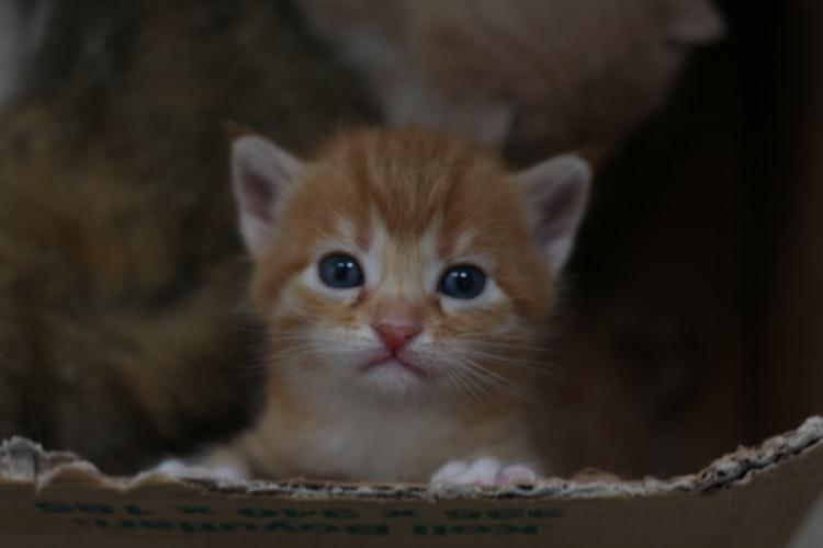 Рождение котят с открытыми глазками