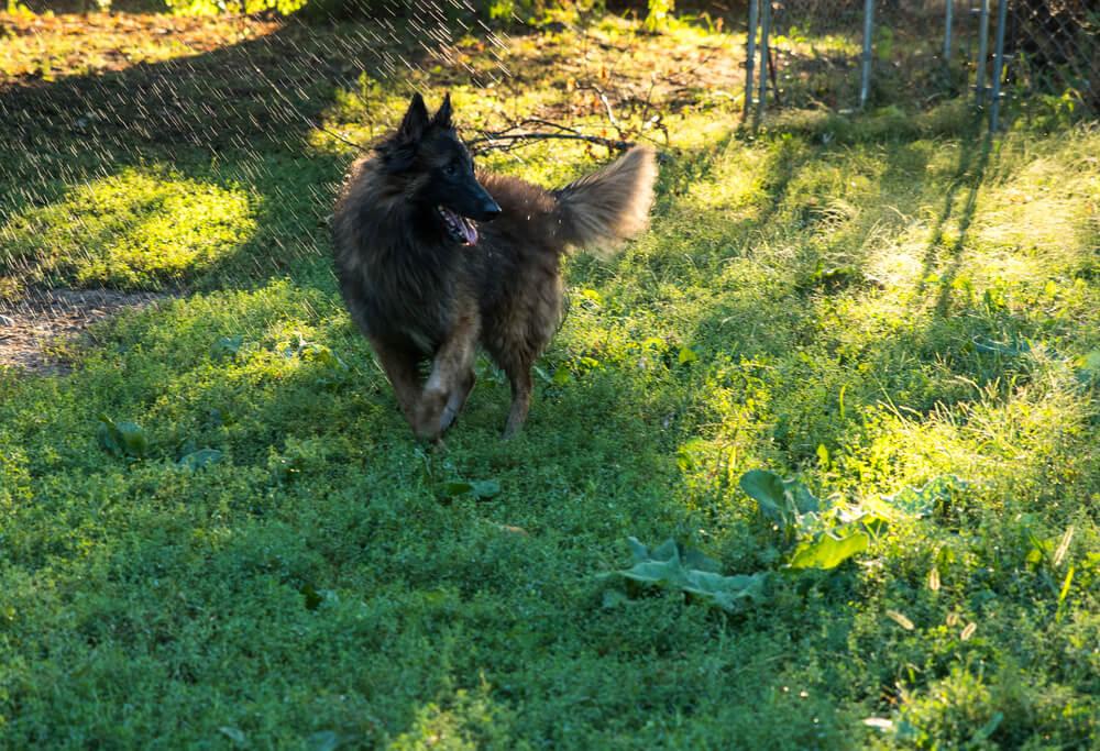 Тервюрен летом