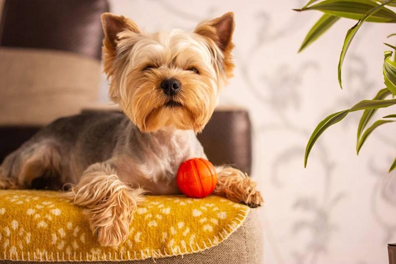 Полурабочие норные породы собак: йоркширский терьер