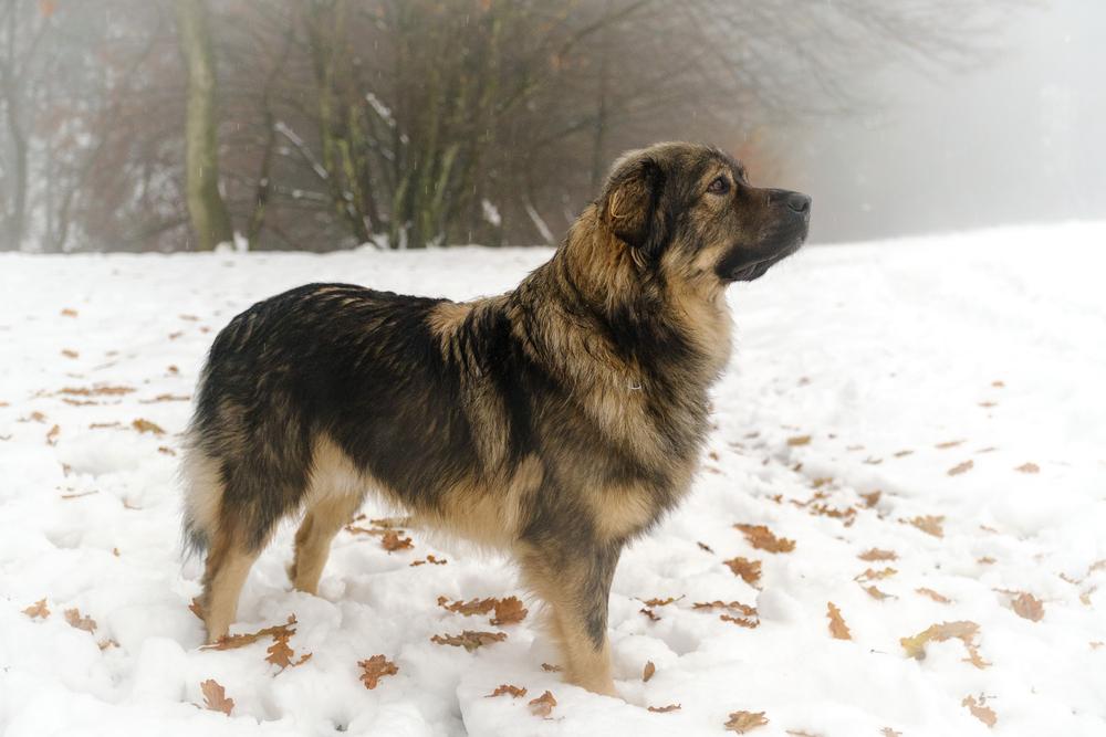 Дрессировка крашской овчарки