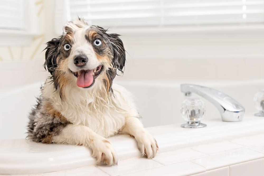 Уход за миниатюрной американской овчаркой