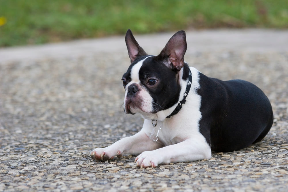 Ожирение влияет на то, сколько проживет бостон-терьер
