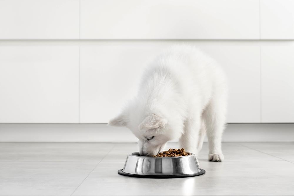 Как кормить белую немецкую овчарку?