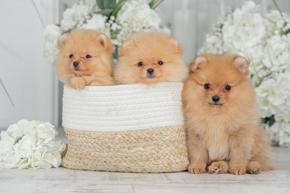 Советы по выбору щенка померанского шпица медвежьего типа