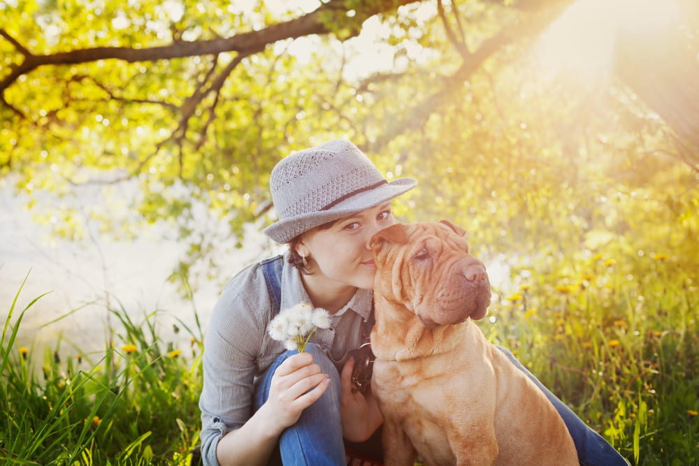 У шарпеев встречаются заболевания кожи