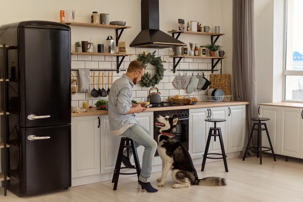 Особенности породы хаски