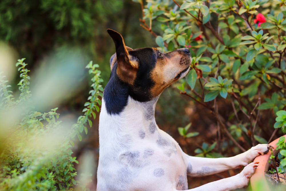 Энергичный бразильский терьер