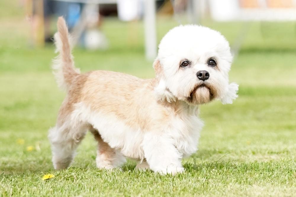 Коротколапые породы из группы терьеров: денди-динмонт-терьер