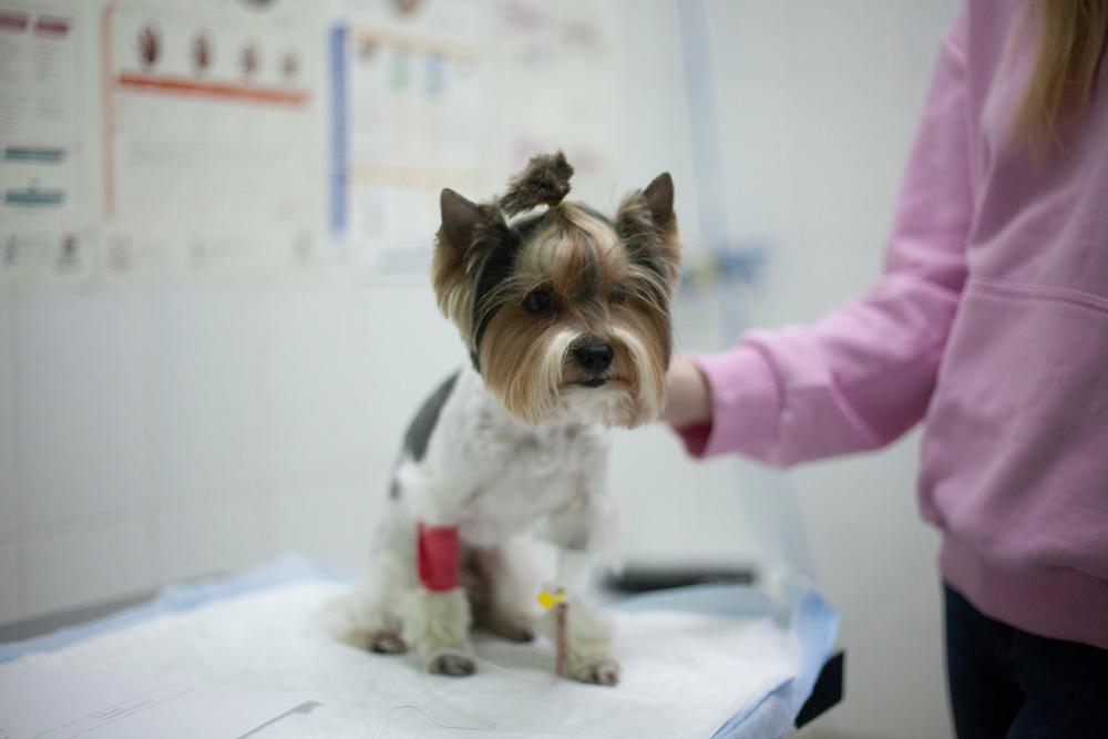 что такое прямой, непрямой и общий билирубин у собак