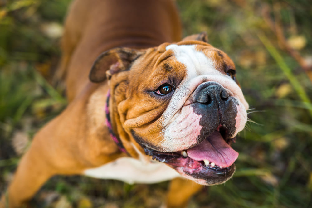 Активность влияет на то, до скольких лет проживет английский бульдог