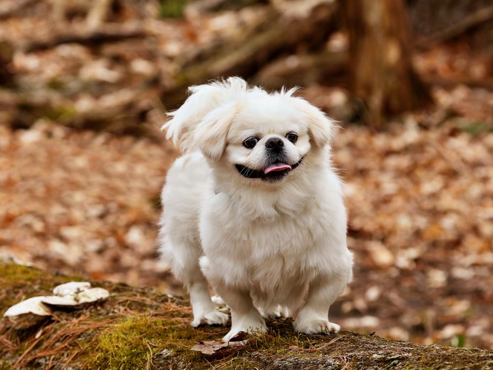 Декоративные собаки с короткими лапами: пекинес