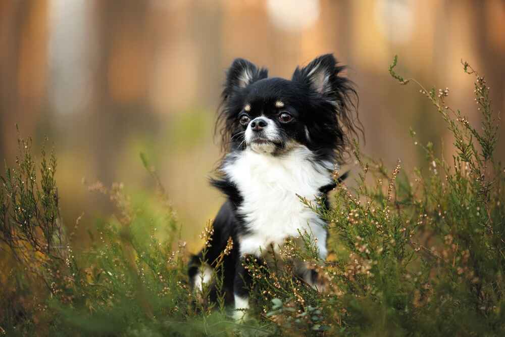 Хозяину надо понимать, сколько в среднем длится беременность чихуахуа и когда ждать родов