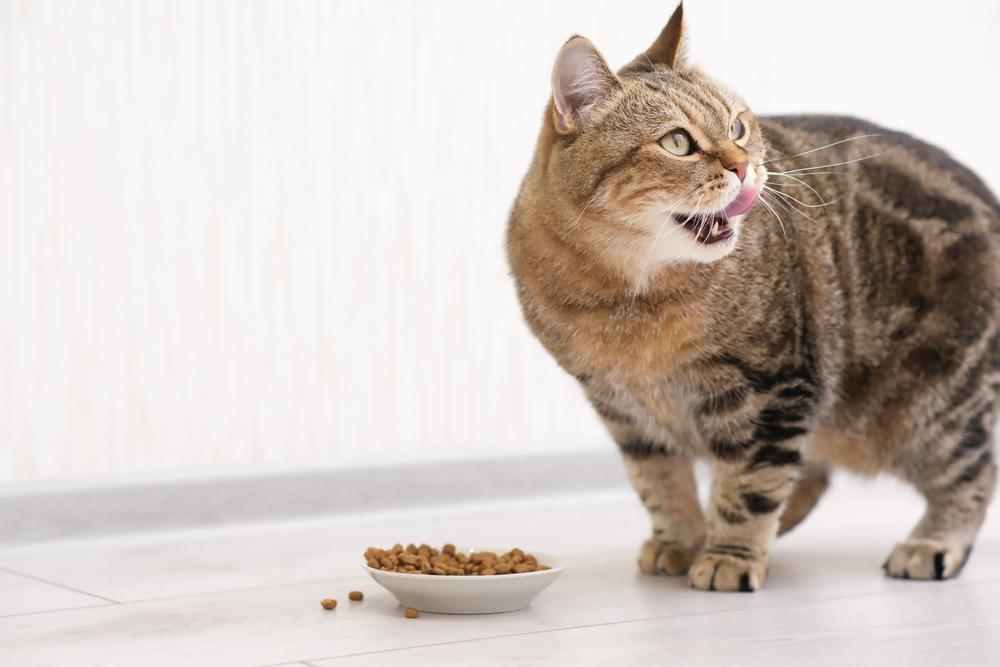 Опасность дефицита таурина у кошек Опасность дефицита таурина у кошек