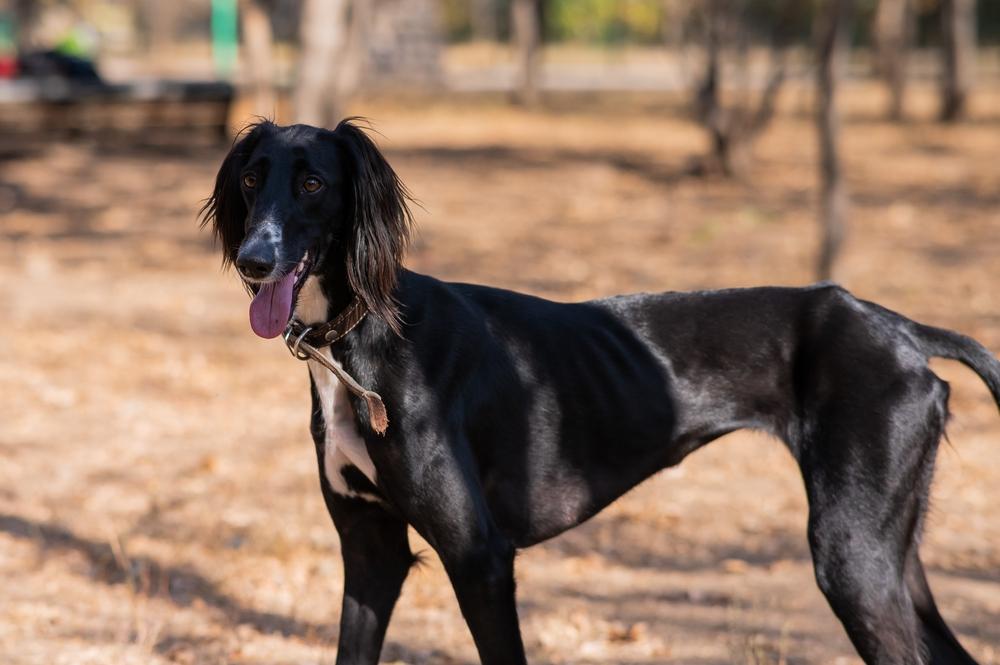 Репродуктивное здоровье казахской борзой 